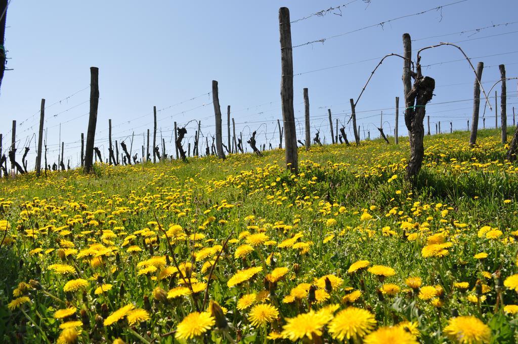 Gigante Wine&Welcome Corno di Rosazzo Exterior foto