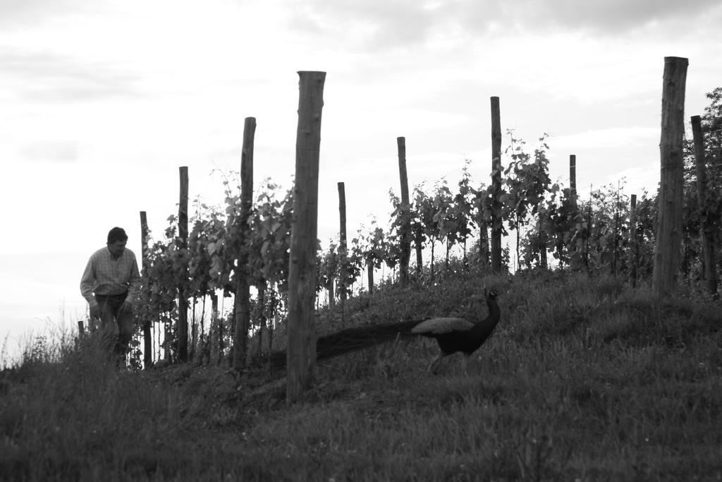 Gigante Wine&Welcome Corno di Rosazzo Exterior foto